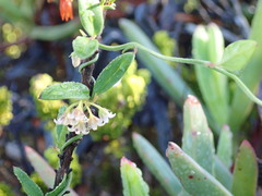 Astephanus triflorus