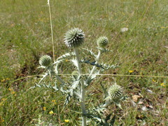 Echinops sphaerocephalus