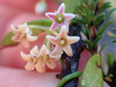 Astephanus triflorus