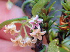 Astephanus triflorus