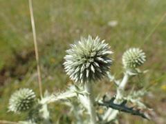 Echinops sphaerocephalus
