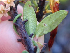 Astephanus triflorus