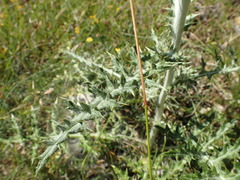 Echinops sphaerocephalus