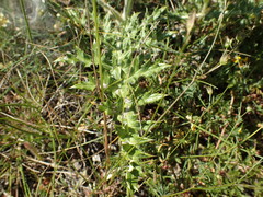 Echinops sphaerocephalus