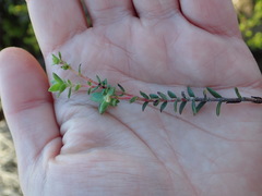 Crassula subulata fastigiata