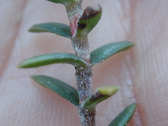 Crassula subulata fastigiata