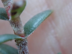 Crassula subulata fastigiata