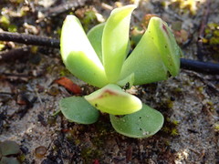 Adromischus caryophyllaceus