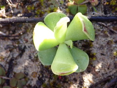 Adromischus caryophyllaceus