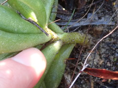 Adromischus caryophyllaceus