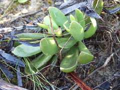 Adromischus caryophyllaceus