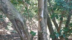 Argiope aetheroides