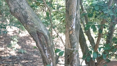 Argiope aetheroides