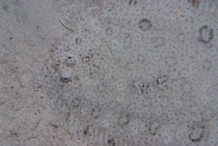 Pardachirus marmoratus