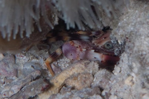 Gonioinfradens paucidentatus
