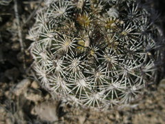 Coryphantha
