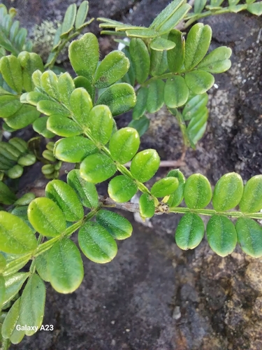 Osteomeles anthyllidifolia iNat (3)