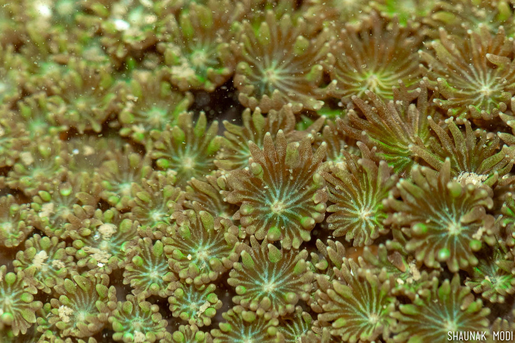 anemone coral
