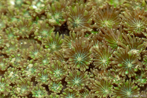 Bernardpora stutchburyi