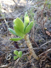 Adromischus caryophyllaceus