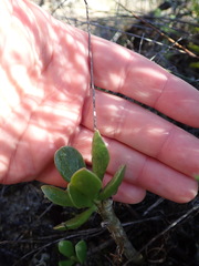 Adromischus caryophyllaceus