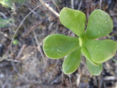 Adromischus caryophyllaceus