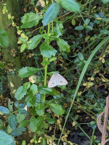Spurred Wave Moth photo 4