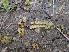 Lysimachia tenella