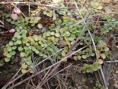 Lysimachia tenella