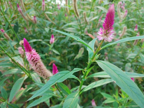 Celosia argentea image