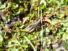 Alpinacris tumidicauda