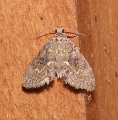 Scolecocampinae