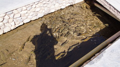 Schizopyge curvifrons