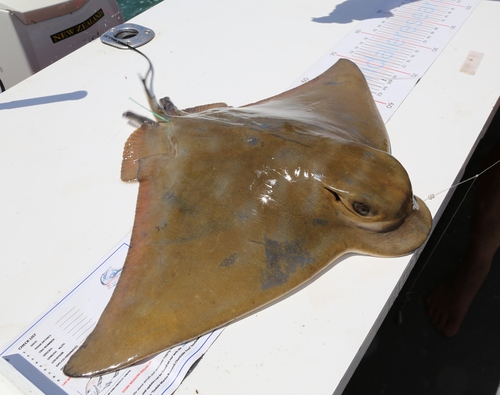 Southern Eagle Ray, photo 6 of 9