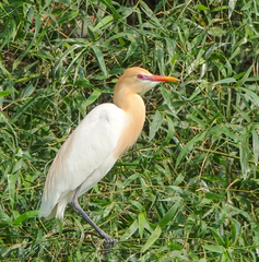 Bubulcus ibis