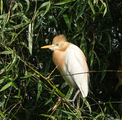 Bubulcus ibis