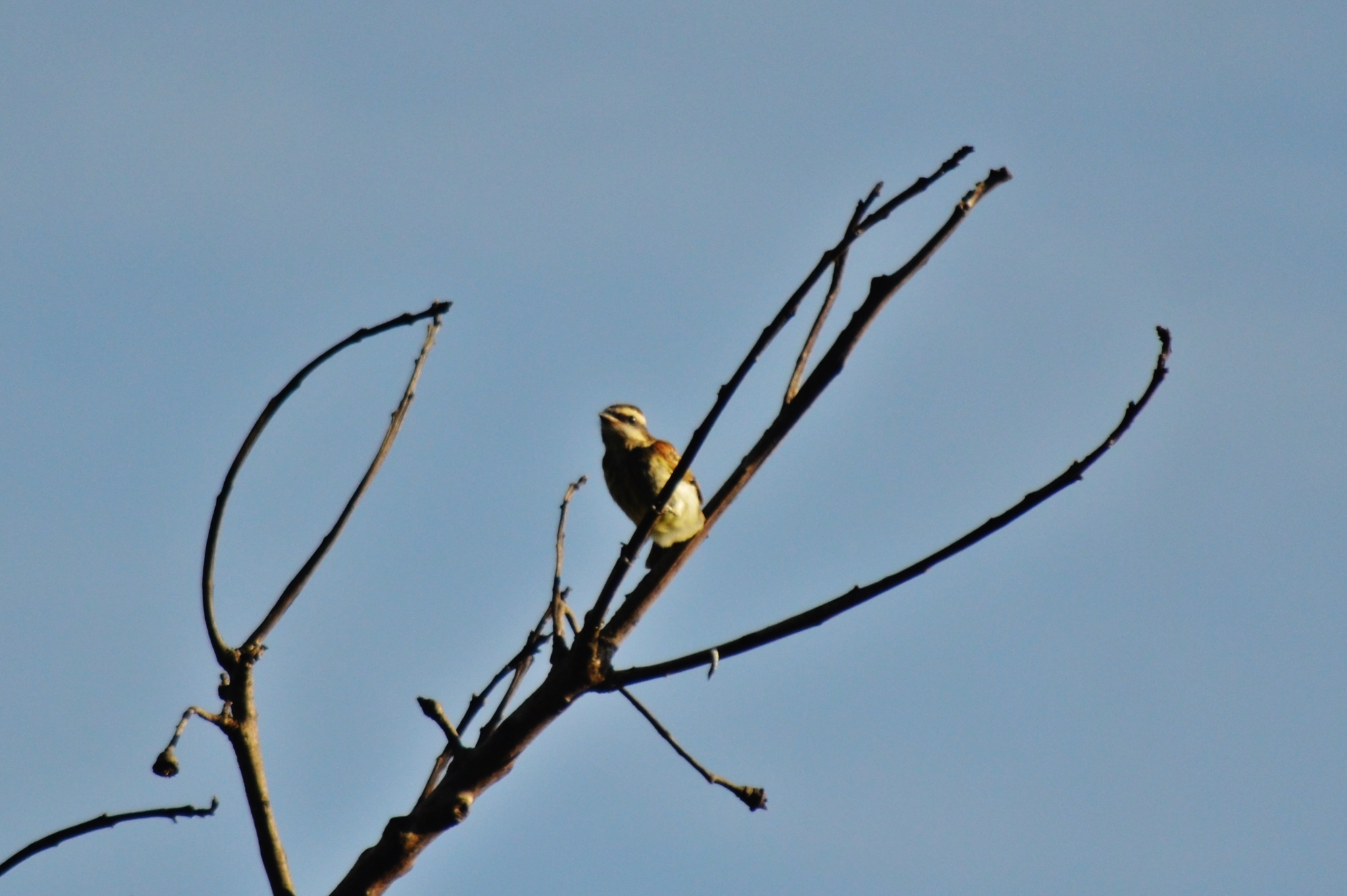 Variegated Flycatcher illustration