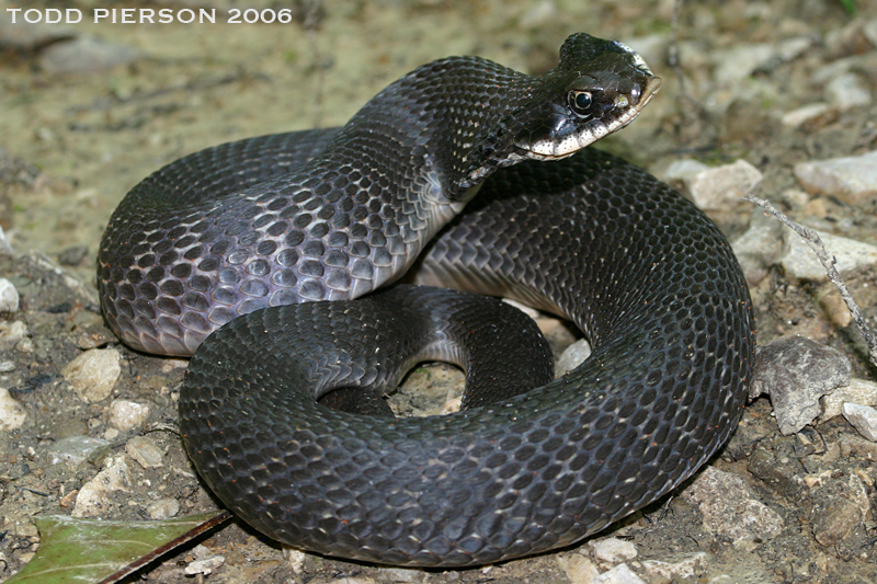 Maryland Biodiversity Project - Eastern Hog-nosed Snake (Heterodon