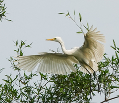 Bubulcus ibis