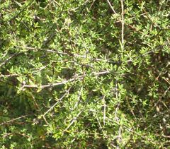 Olearia bullata
