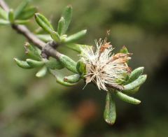 Olearia bullata