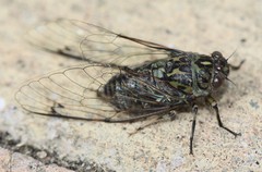 Amphipsalta cingulata