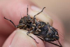 Amphipsalta cingulata