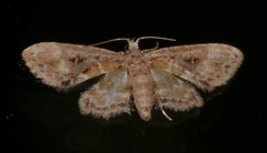 Scolecocampinae
