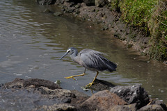 Egretta novaehollandiae