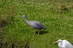 Egretta novaehollandiae