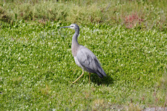 Egretta novaehollandiae
