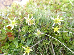 Ranunculus gracilipes