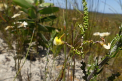 Aspalathus microphylla