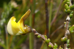 Aspalathus microphylla